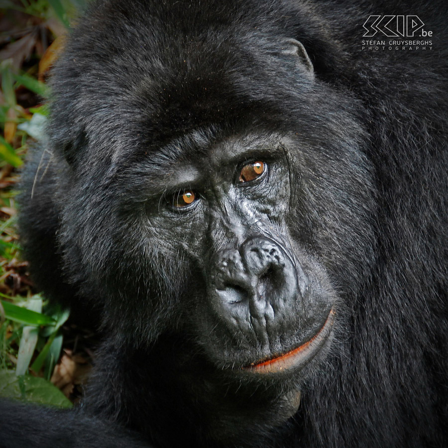 Bwindi - Gorilla - Karibu Closeup of Karibu, strong black mountain gorilla. A 'blackback' is an adult male gorilla up to 11 years old. At about 14 years old, their backs turn gray and they are called 'silverbacks'. Stefan Cruysberghs